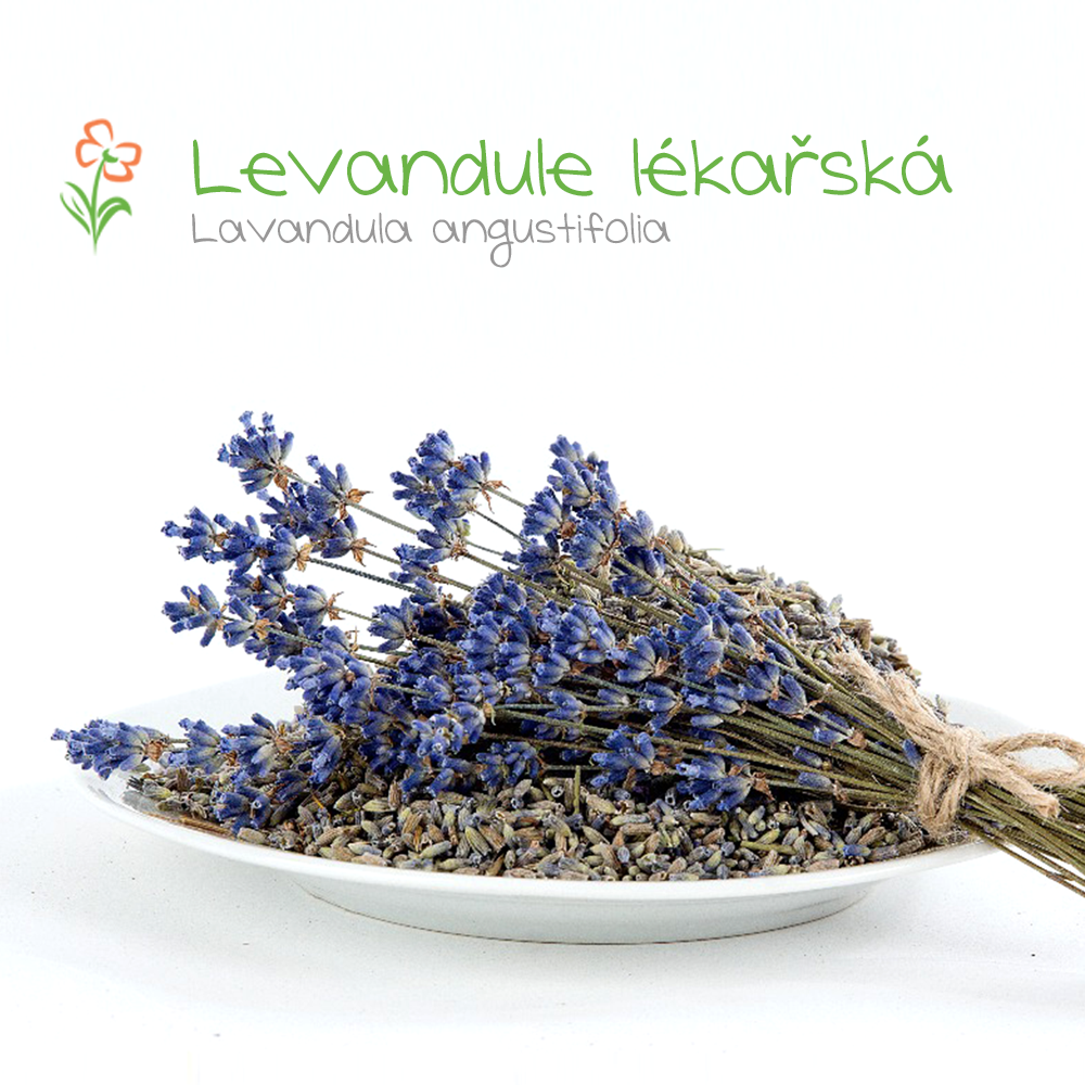 Levandule-lékařská-(Lavandula-angustifolia-)---květ1